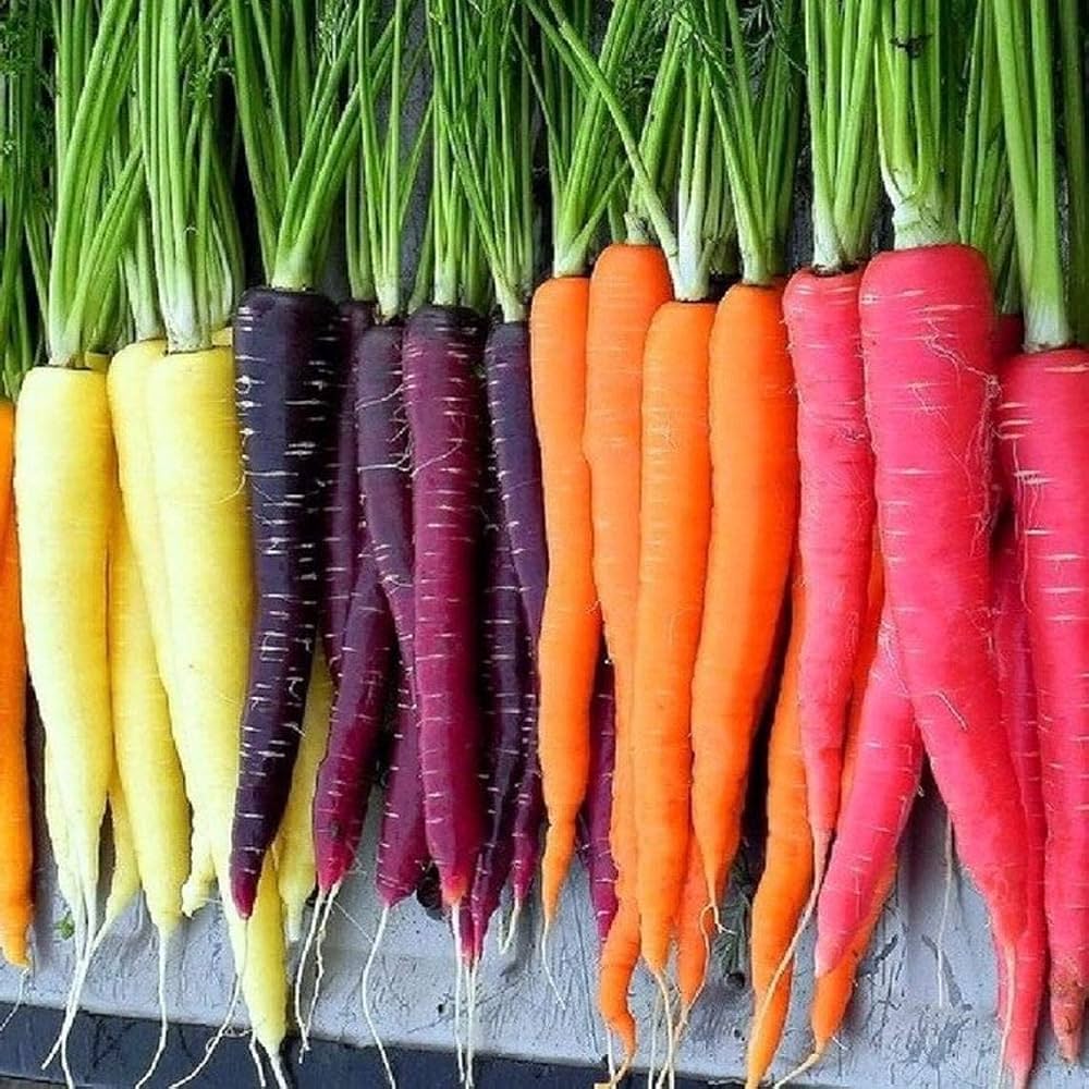Rainbow Mixed Traditional Carrot Seeds – Colorful Heirloom Blend for Fun Harvests - Dharaseeds