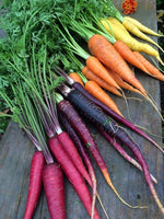 Rainbow Mixed Traditional Carrot Seeds – Colorful Heirloom Blend for Fun Harvests - Dharaseeds