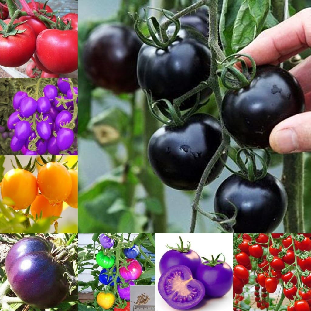 Rainbow tomato seeds for planting multicolored large heirloom fruits - Dharaseeds