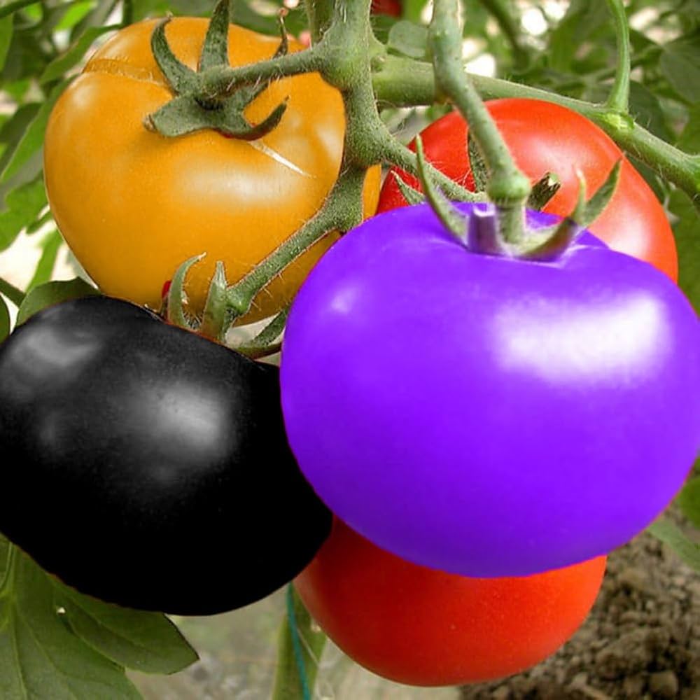 Rainbow tomato seeds for planting multicolored large heirloom fruits - Dharaseeds