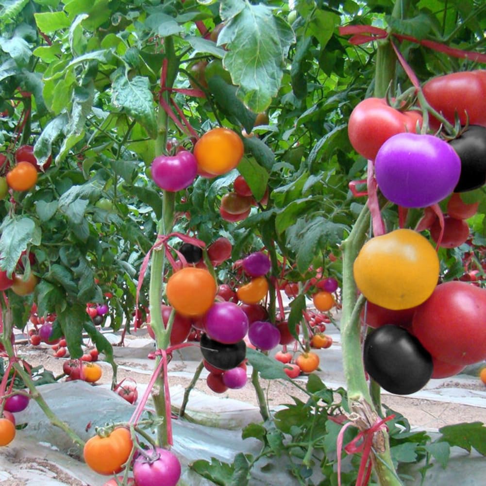 Rainbow tomato seeds for planting multicolored large heirloom fruits - Dharaseeds