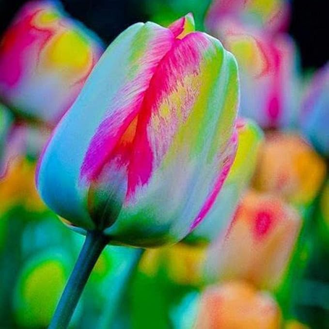 Rainbow Tulip Flower Seeds – Multicolored Blooms for Dazzling Spring Gardens - Dharaseeds