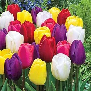 Rainbow Tulip Flower Seeds – Multicolored Blooms for Dazzling Spring Gardens - Dharaseeds