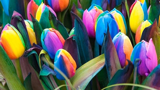 Rainbow Tulip Flower Seeds – Multicolored Blooms for Dazzling Spring Gardens - Dharaseeds