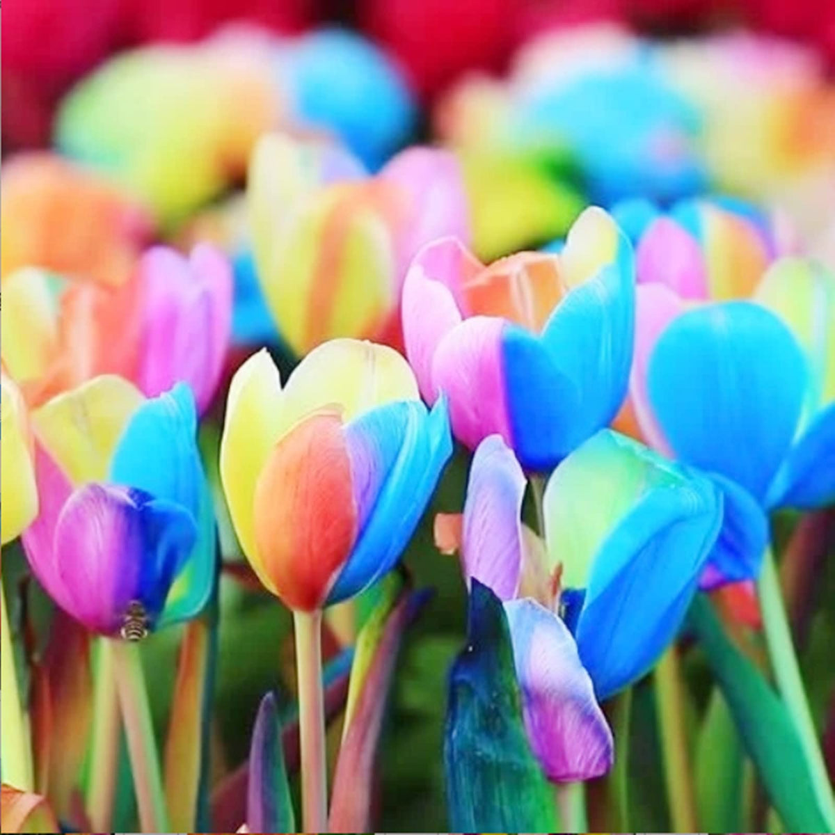 Rainbow tulip flower Tulipa spp. seeds for planting in outdoor garden beds or balcony pots - Dharaseeds
