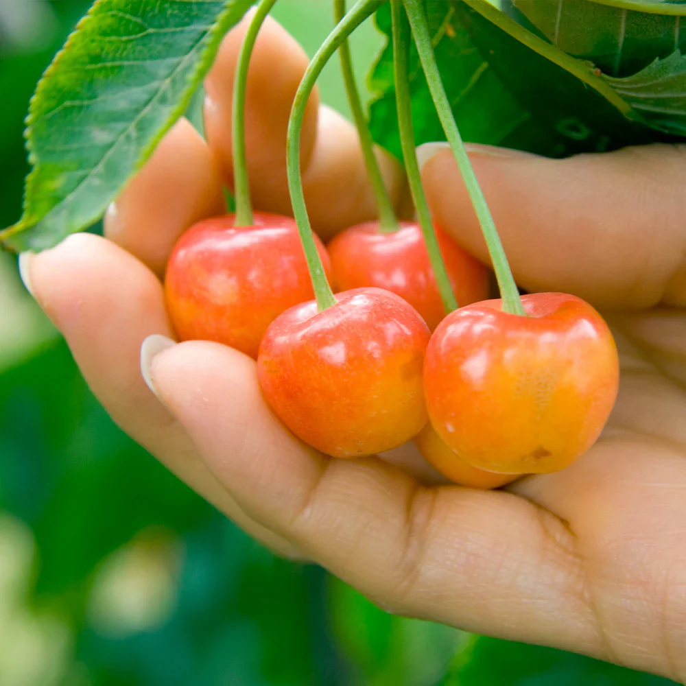 Rainier Sweet Cherry Fruit Seeds for Planting - High-Yielding, Non-GMO for Fruit Orchards
