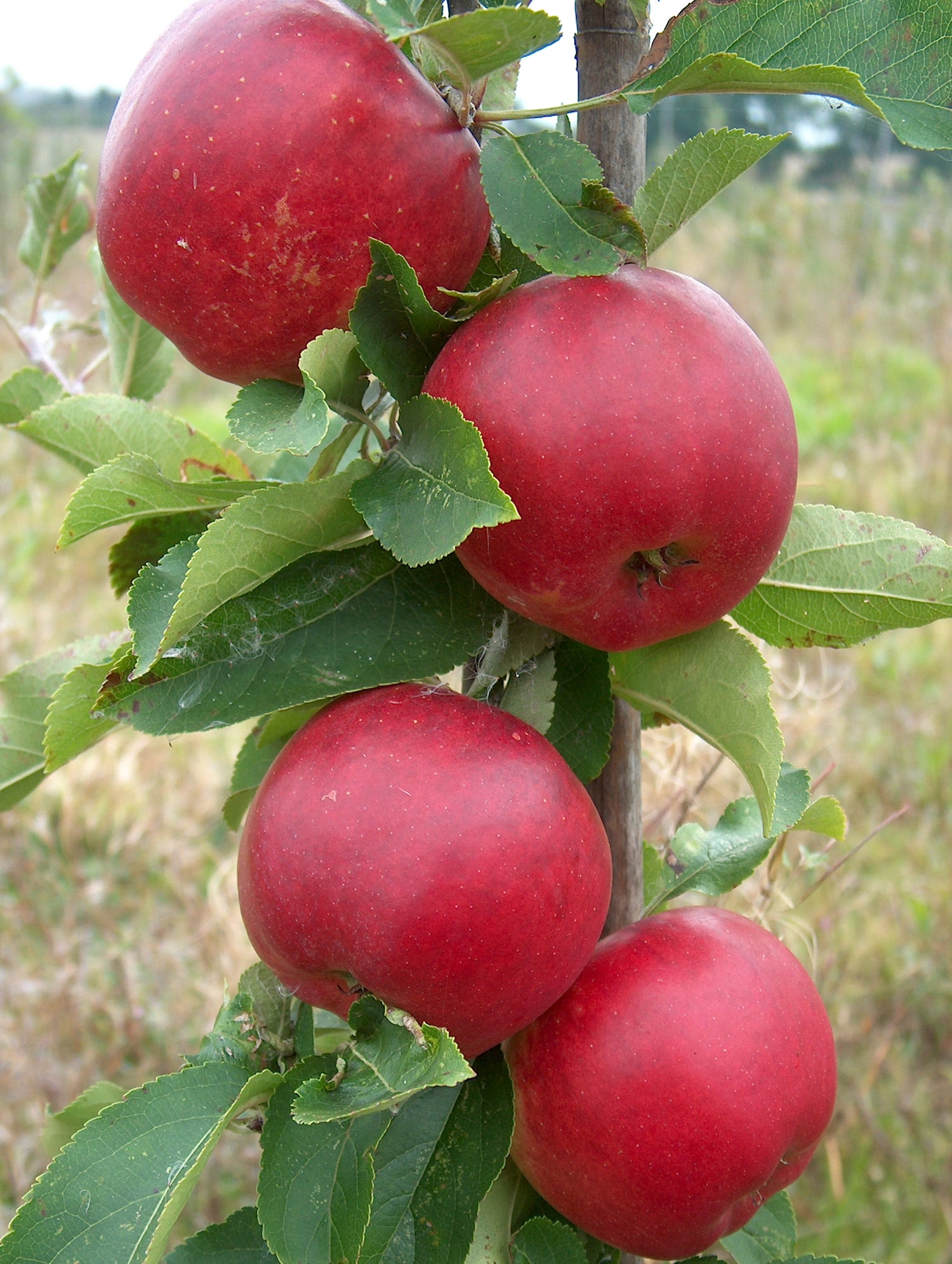 Rajka Apple – The Crisp and Refreshing Delight