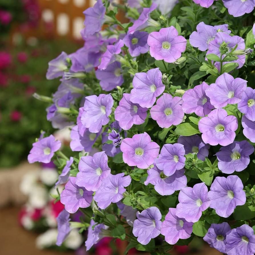 Ramblin Lavender Petunia seeds – pelletized for easy garden nursery start - Dharaseeds