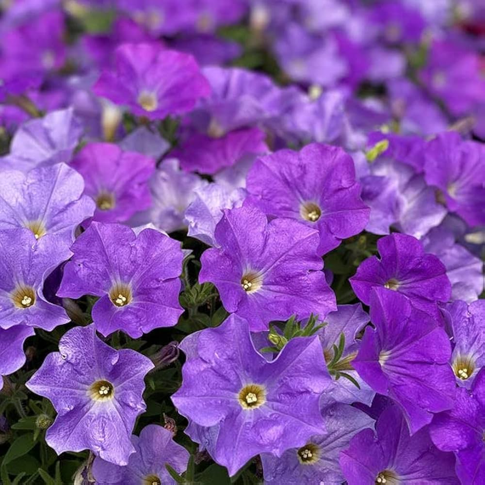 Ramblin Lavender Petunia seeds – pelletized for easy garden nursery start - Dharaseeds