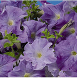 Ramblin Lavender Petunia seeds – pelletized for easy garden nursery start - Dharaseeds