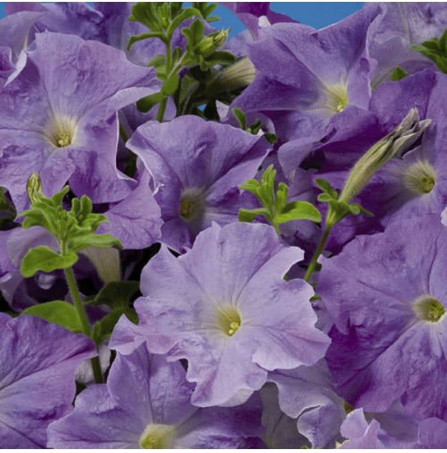 Ramblin Lavender Petunia seeds – pelletized for easy garden nursery start - Dharaseeds