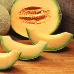 Rannya melon plant with developing fruit