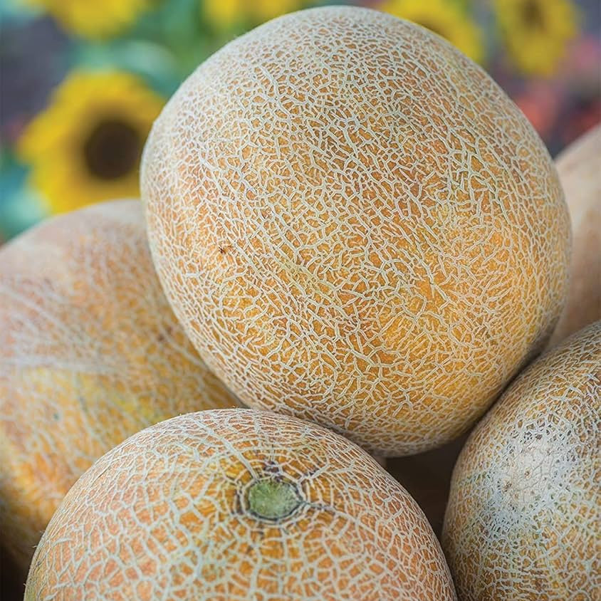 Rannya melon plant growing in garden bed