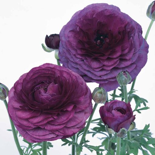 Ranunculus Purple F1 Hybrid Imported heirloom non-gmo garden seeds