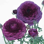 Ranunculus Purple F1 Hybrid Imported heirloom non-gmo garden seeds
