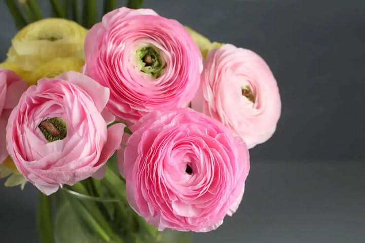 Ranunculus Light Pink Perennial Flower Seeds for Planting