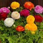 Ranunculus Bloomingdale F1 Hybrid Imported heirloom non-gmo garden seeds