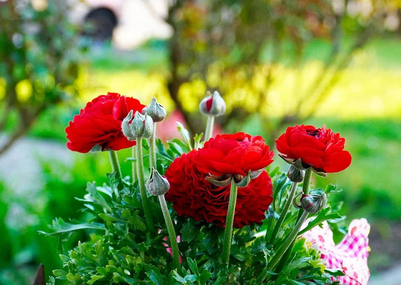 Ranunculus Seeds - Red