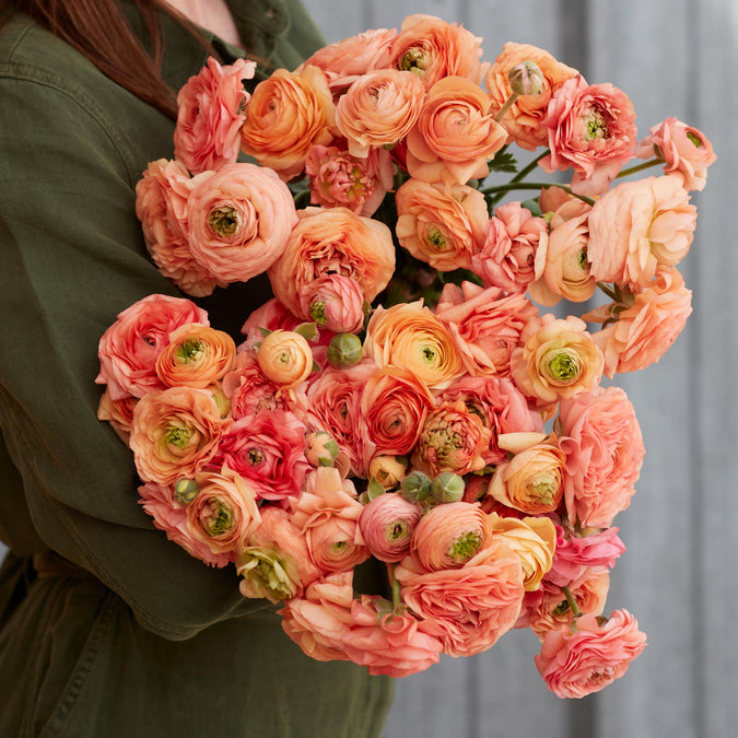 Ranunculus Seeds - Amandine Salmon