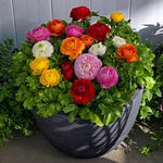 Ranunculus Bloomingdale F1 Hybrid Imported heirloom non-gmo organic garden seeds