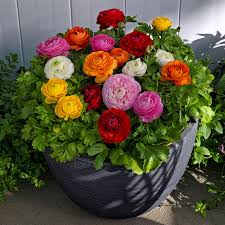 Ranunculus Bloomingdale F1 Hybrid Imported heirloom non-gmo organic garden seeds