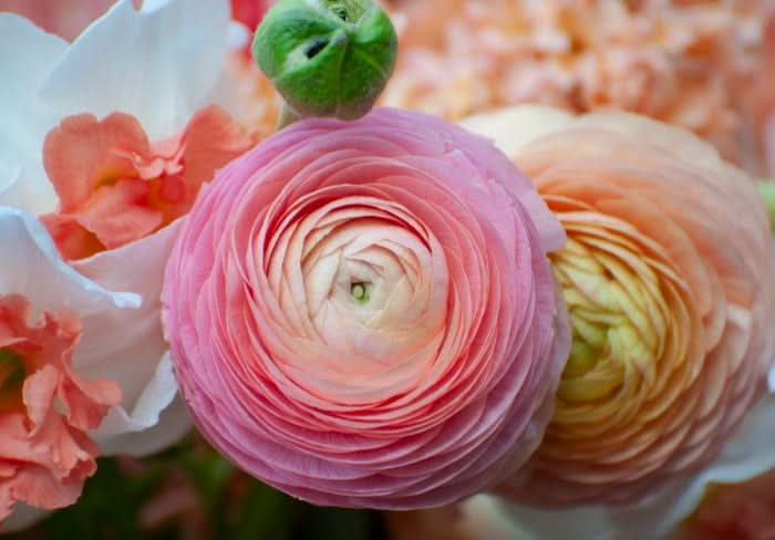 Ranunculus Light Pink Perennial Flower Seeds for Planting