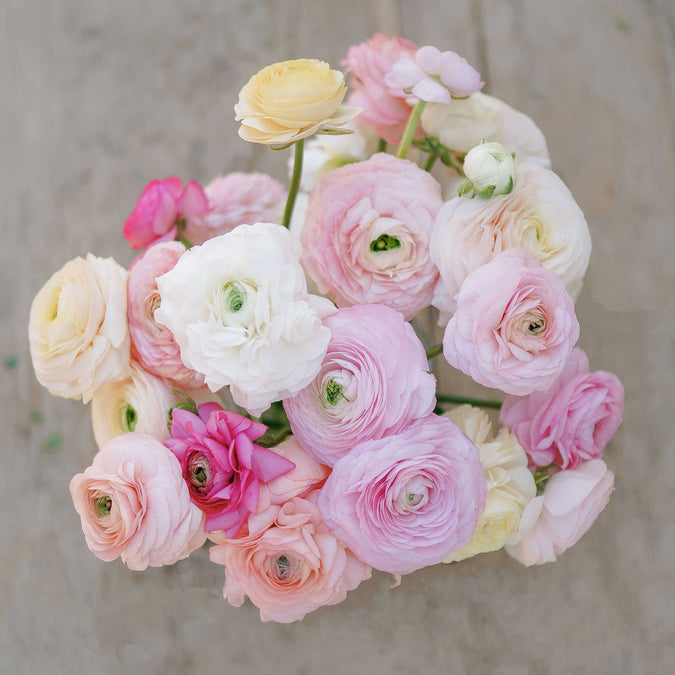 Ranunculus Seeds - Bridal Mix