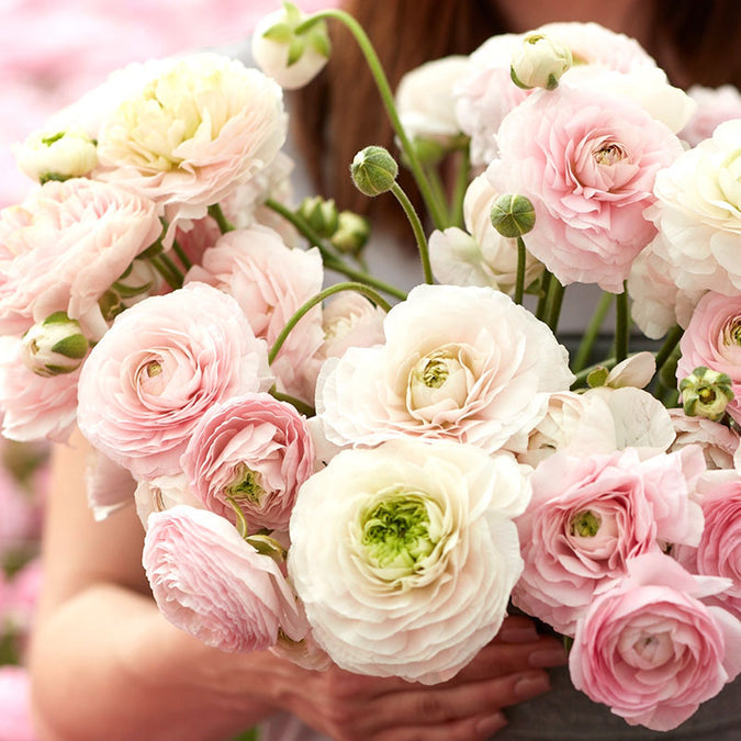 Ranunculus Seeds - Chamallow