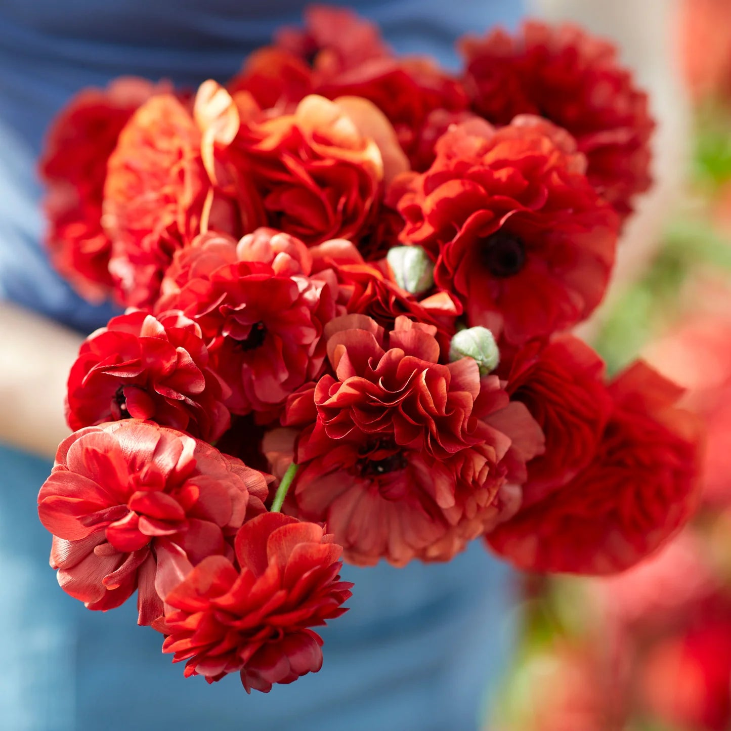 Ranunculus Seeds - Chocolate