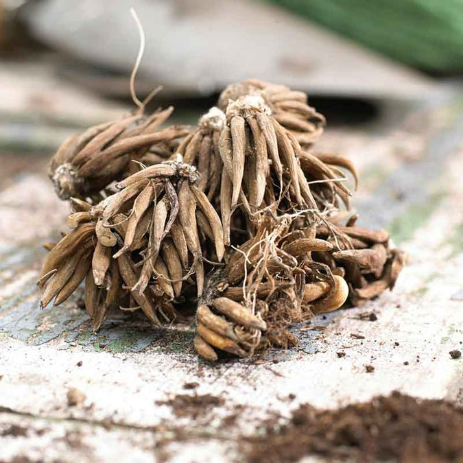 Ranunculus Seeds - Cherry Pie Mix