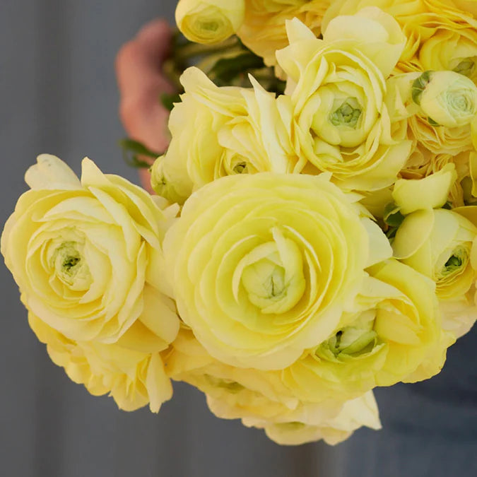 Ranunculus Seeds - Cream