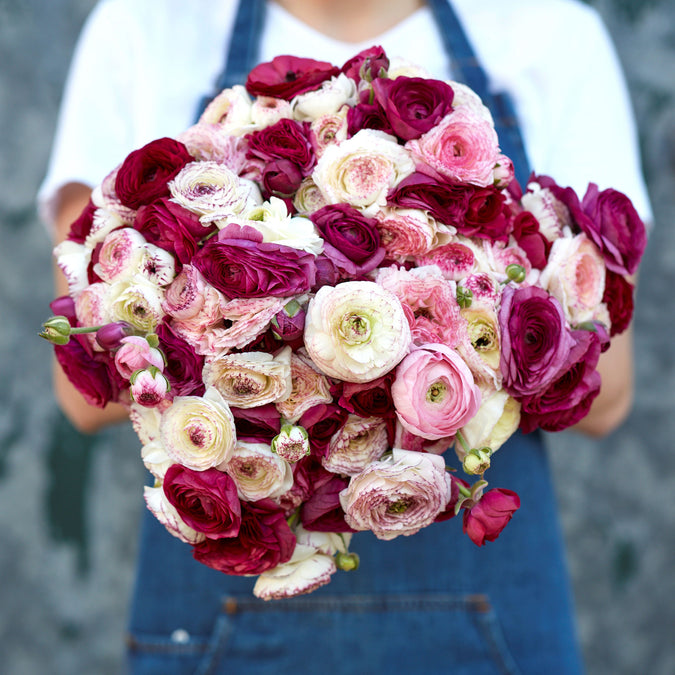 Ranunculus Seeds - Crushed Berry Mix