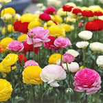 Ranunculus Flower Seeds – Lush Double Blooms in a Rainbow of Shades - Dharaseeds