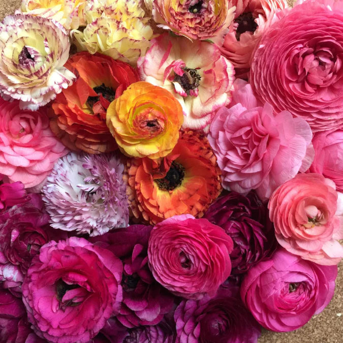 Ranunculus Seeds - Lipstick Mix