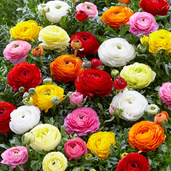 flowers high quality flower seeds for growing vibrant and colorful blooms in home gardens and landscapes organic flowers premium organic flower seeds for sustainable gardening and beautiful blossoms suitable for all climates