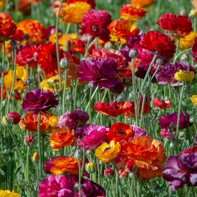 Ranunculus Seeds - Passion Mix