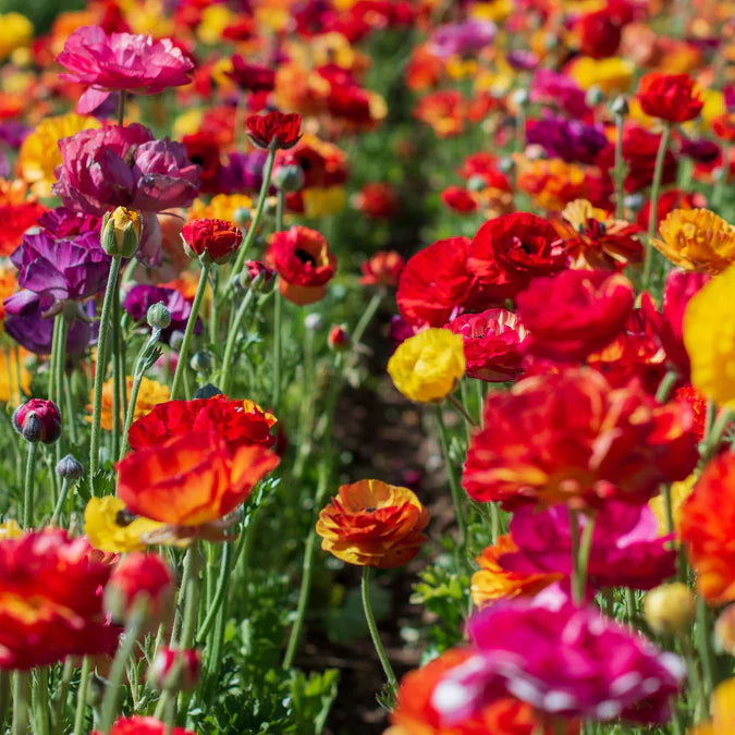 Ranunculus Seeds - Passion Mix