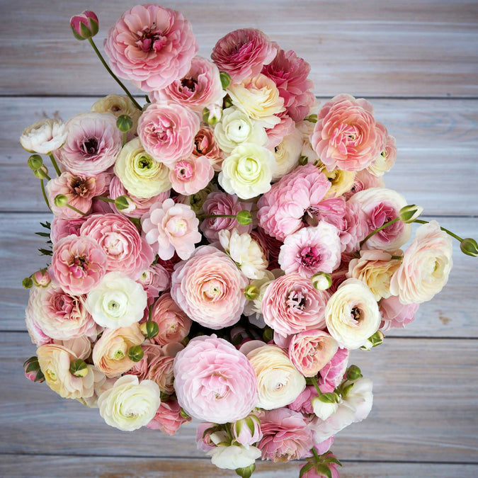 Ranunculus Seeds - Porcelaine