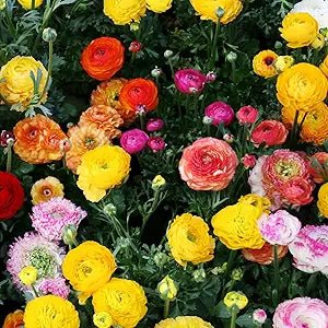 Ranunculus Ranunculus Asiaticus Double Buttercup Flower Seeds for Planting – Vibrant Blooms for Spring Gardens and Bouquets - Dharaseeds