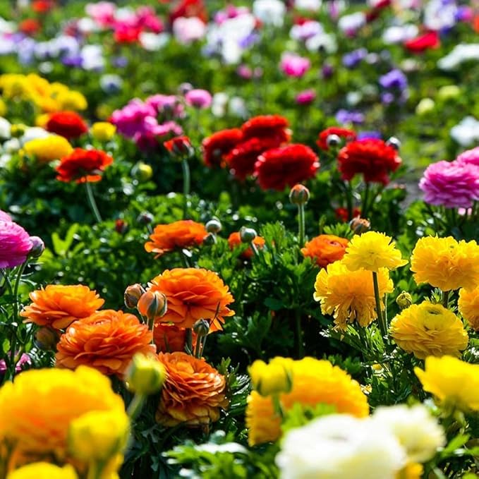 Ranunculus Ranunculus Asiaticus Double Buttercup Flower Seeds for Planting – Vibrant Blooms for Spring Gardens and Bouquets - Dharaseeds
