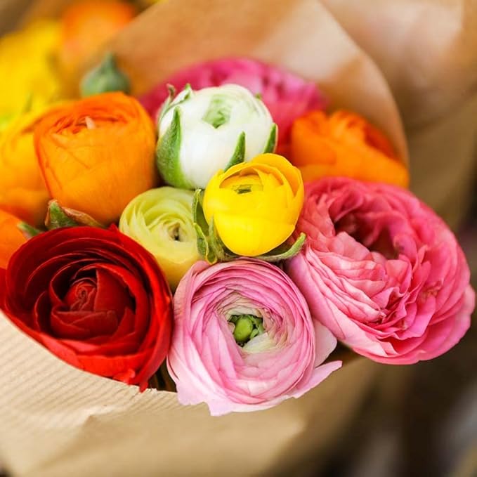 Ranunculus Ranunculus Asiaticus Double Buttercup Flower Seeds for Planting – Vibrant Blooms for Spring Gardens and Bouquets - Dharaseeds