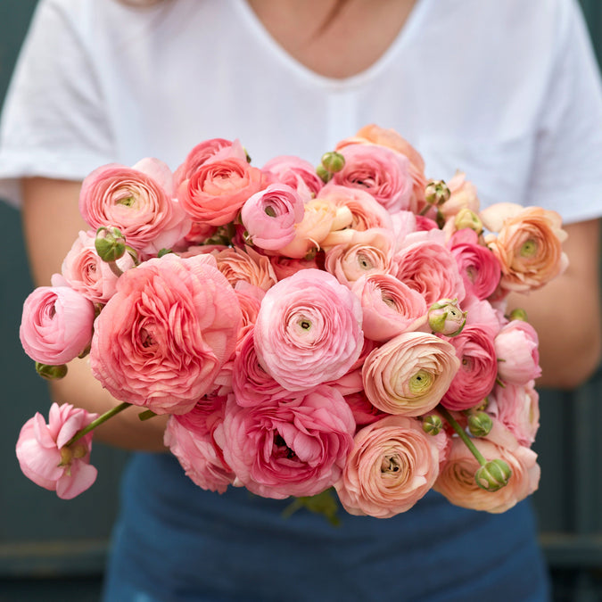 Ranunculus Seeds - Romantic Mix