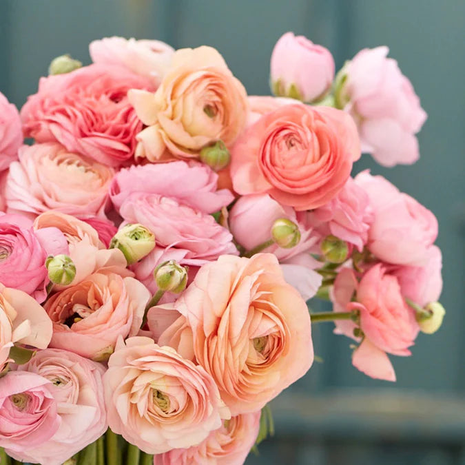 Ranunculus Seeds - Romantic Mix