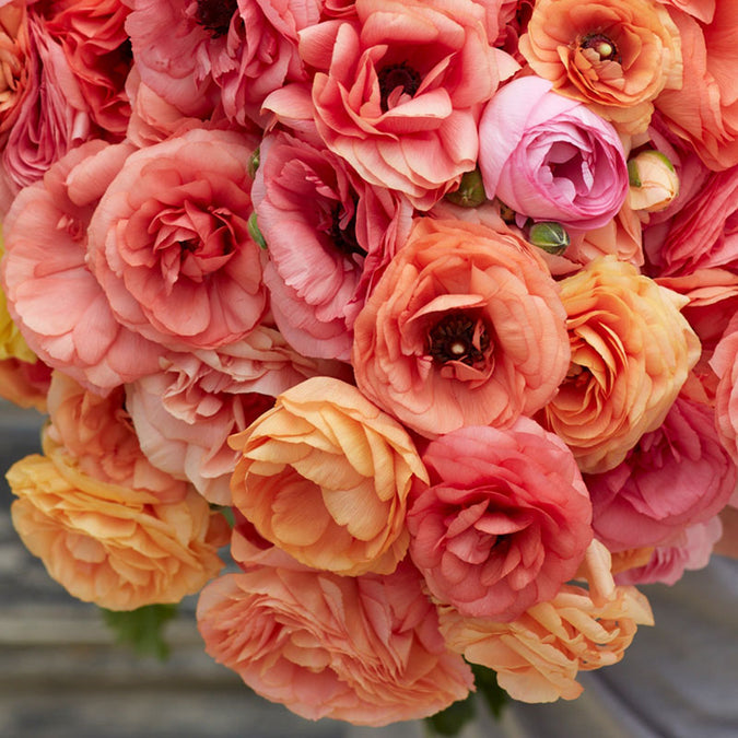 Ranunculus Seeds - Salmon