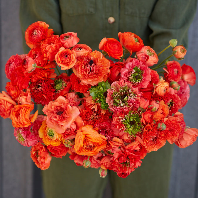 Ranunculus Seeds - Super Green Orange