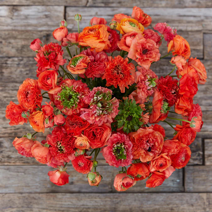 Ranunculus Seeds - Super Green Orange