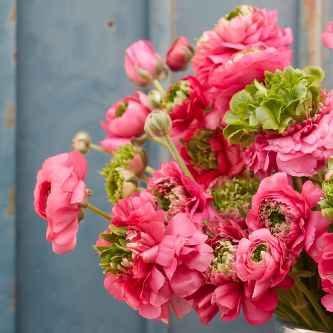 Ranunculus Seeds - Super Green Rose