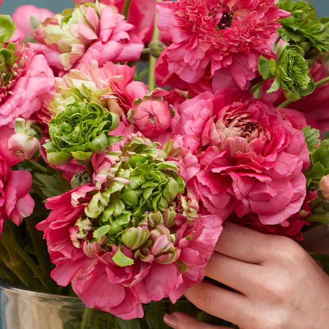 Ranunculus Seeds - Super Green Rose