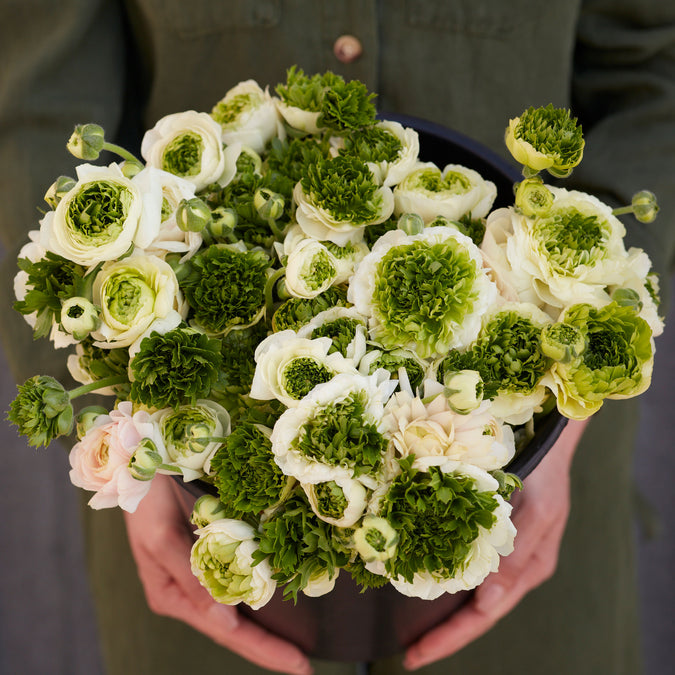 Ranunculus Seeds - Super Green White