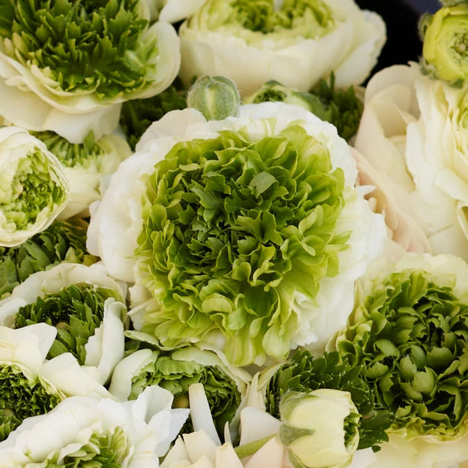 Ranunculus Seeds - Super Green White